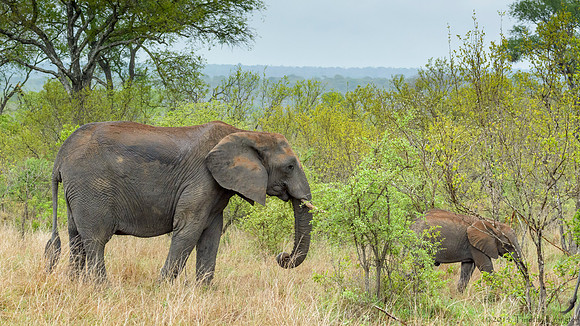 Elephant