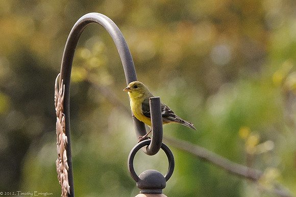 Goldfinch