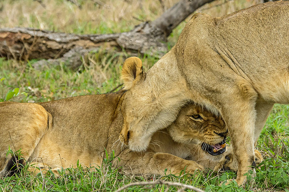 Pride of Lions - The Greeting