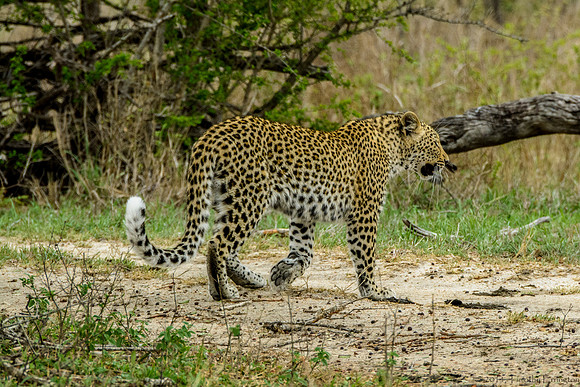 Female Leopard