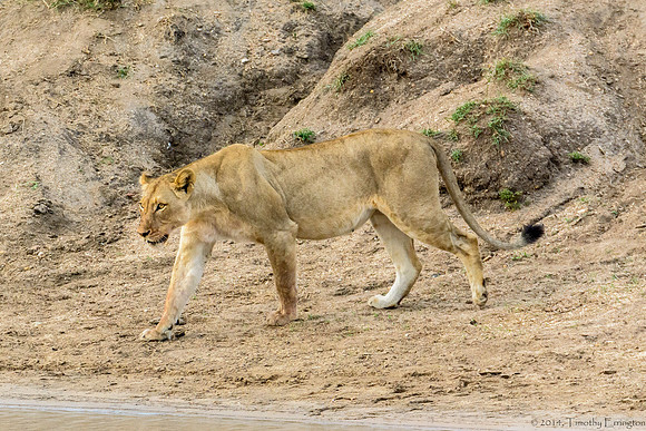 Lions at Water Hole
