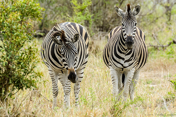 Zebra