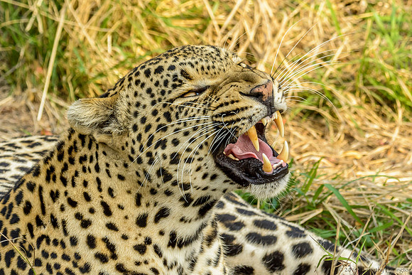 Male Leopard