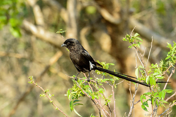 Magpie Shrike