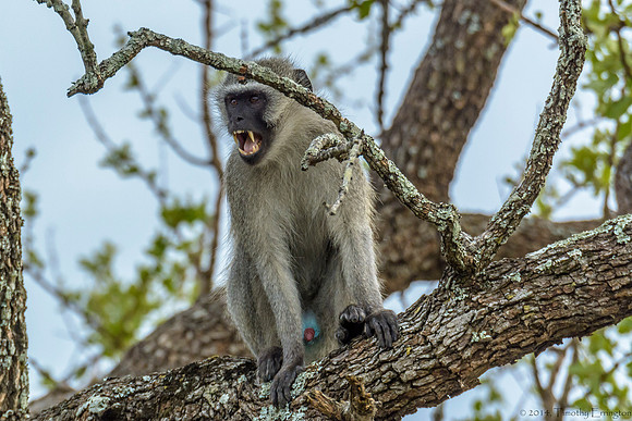 Vervet Monkey