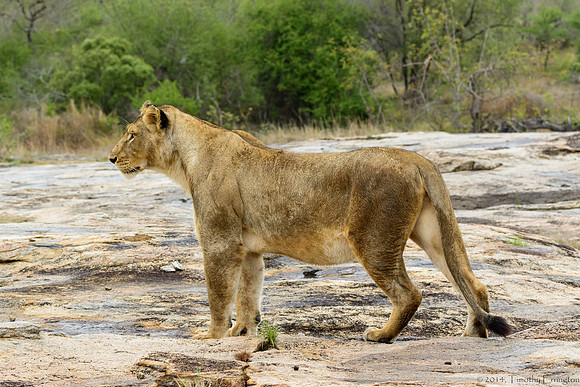 Pride of Lions