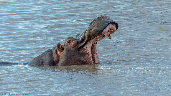 Hippo