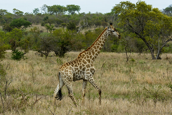 Giraffe