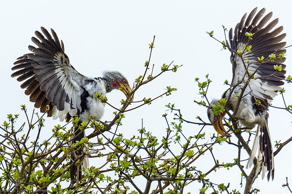 Southern Yellow-Billed Hornbill