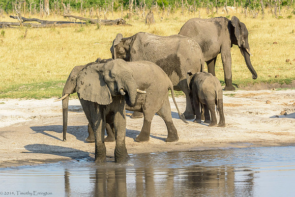 Elephant at Water Hole