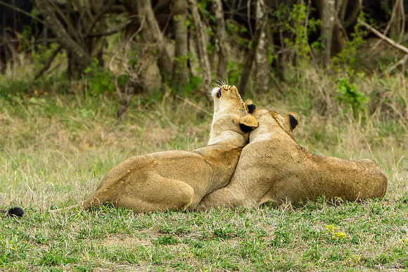 Lions Taking a Break from Stalking Cape Buffalo