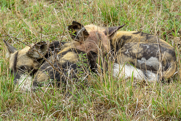 African Painted Dog