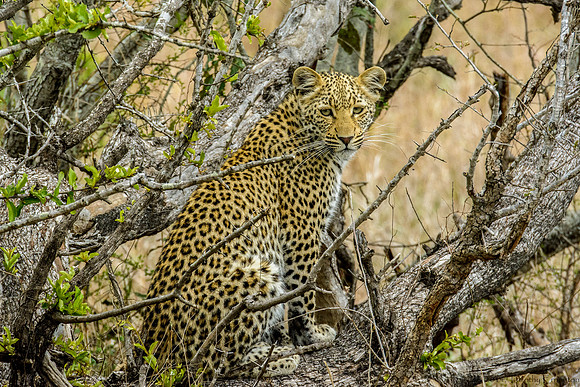 Female Leopard