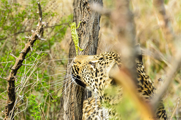 Male Leopard Cub Toying with a Chameleon