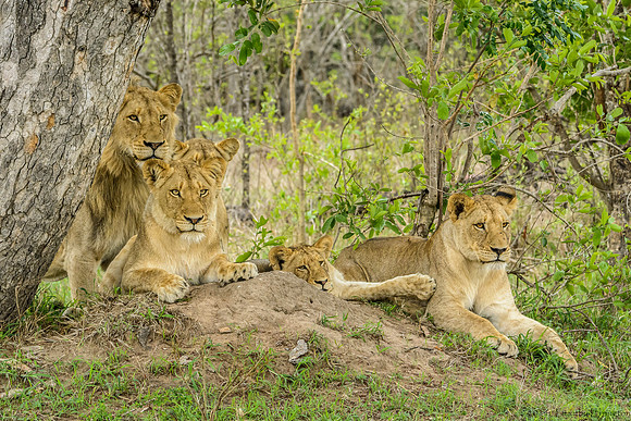 Pride of Lions
