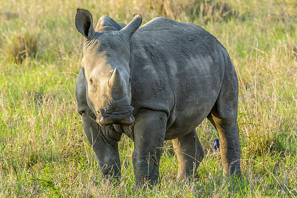 White Rhino