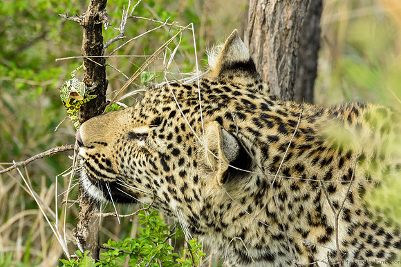 Male Leopard Cub Toying with a Chameleon
