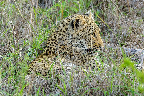 Leopard