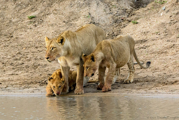 Lions at Water Hole