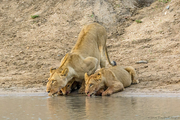 Lions at Water Hole