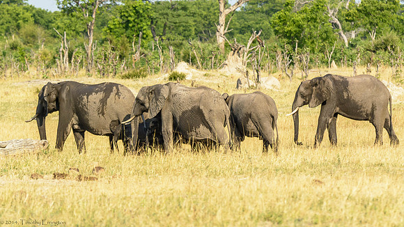 Elephant at Water Hole