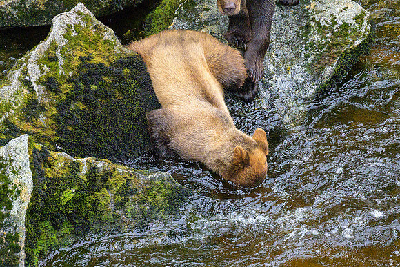 Alaska 2024