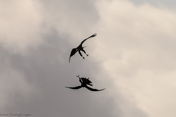 Hawks at Play