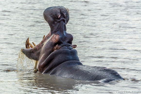 Hippo