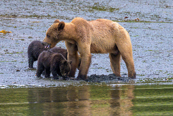 Alaska 2024