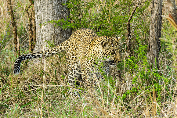 Male Leopard Cub Toying with a Chameleon