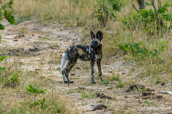African Painted Dog