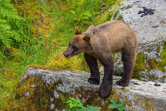 Alaska 2024