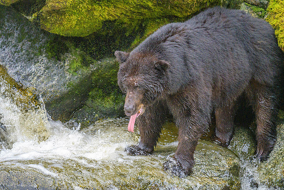 Alaska 2024