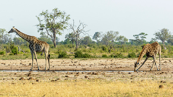 Giraffe at Little Makalolo Water Hole