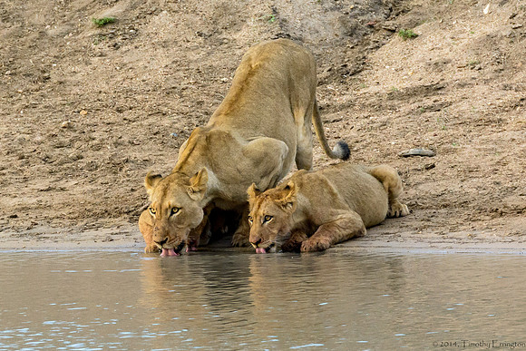 Lions at Water Hole