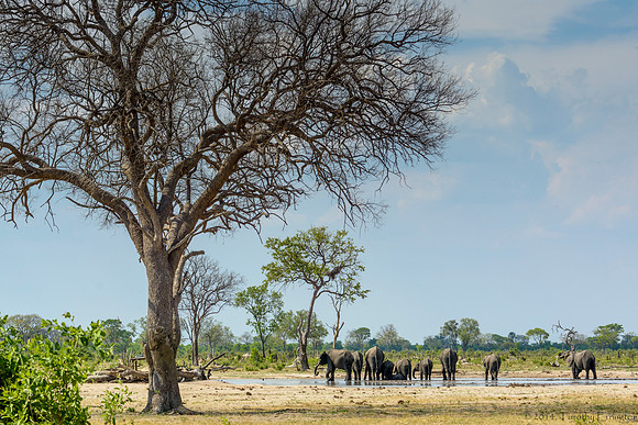 Elephant at Little Makalolo Water Hole
