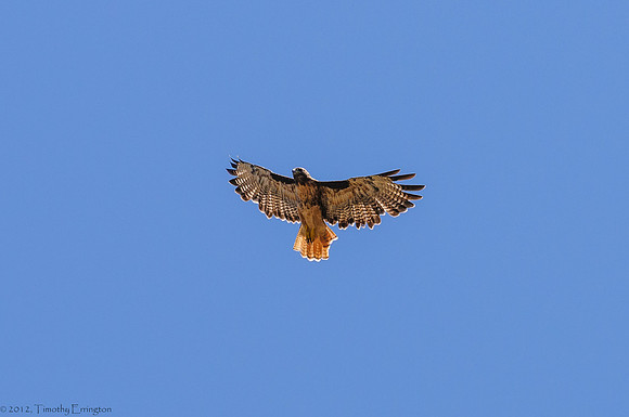 Red Tailed Hawk