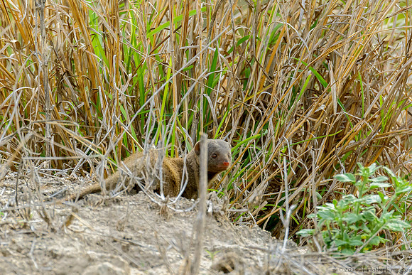 Dwarf Mongoose