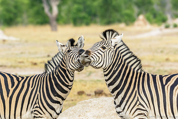Zebra at Play