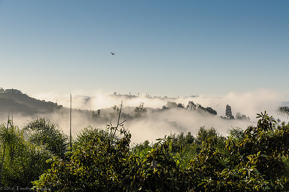 Foggy Morning