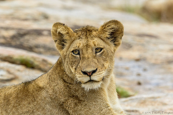 Pride of Lions