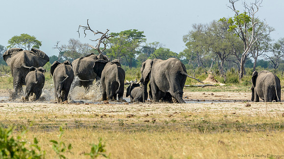 Elephant at Little Makalolo Water Hole