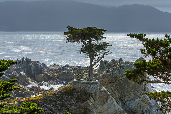 Lone Cypress