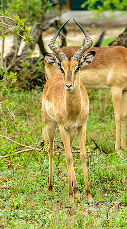 Impala
