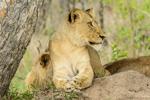 Pride of Lions