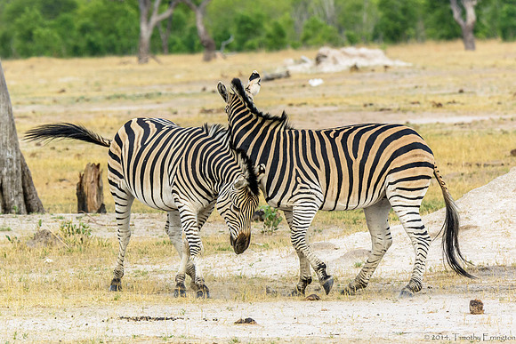 Zebra at Play