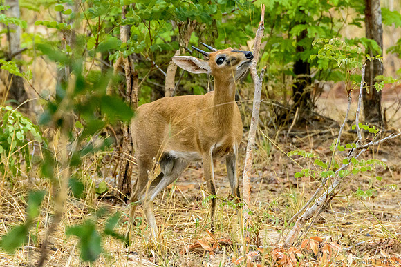 Kirk's Dikdik