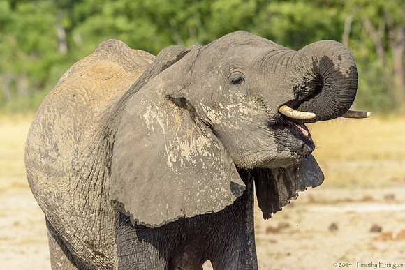 Elephant