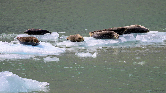 Alaska 2024