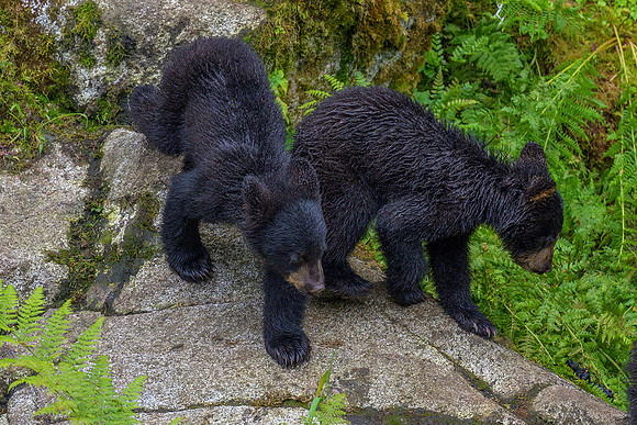 Alaska 2024